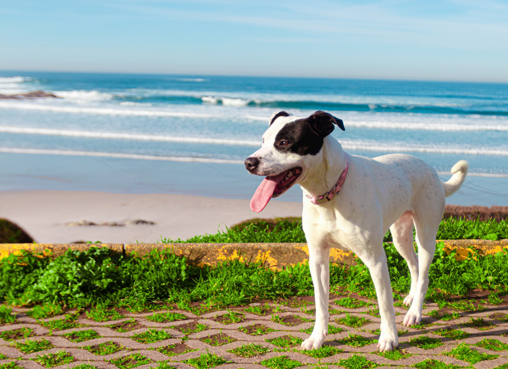 North Cornwall dog friendly campsite